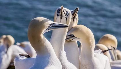 FB体育注册网址-格林伍德：袋鼠队防守核心，展现出超强球场控制力，格林伍德打什么位置