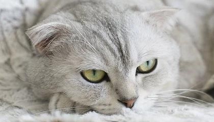 FB真人电子游戏-利物浦红军再战欧冠，豪取出线胜利，利物浦的红色