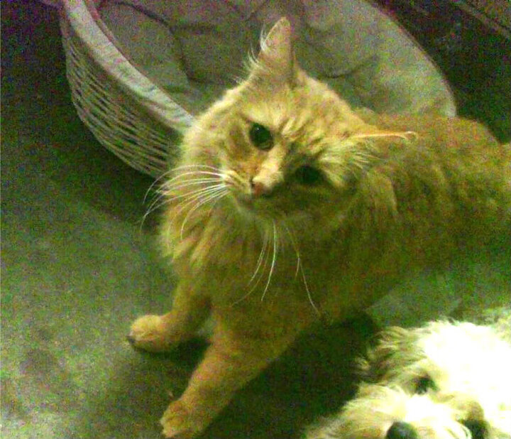 fb体育网页版-电竞行业市场份额持续扩大，迎来黄金发展期，电竞行业最新分析