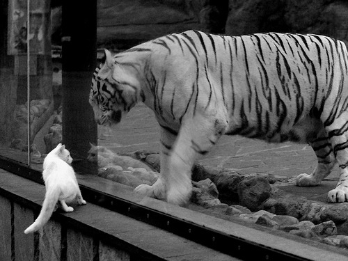 fb体育官网首页-融合舞蹈与篮球：青少年“动感节拍”比赛在南京精彩呈现，青少年篮球舞蹈表演