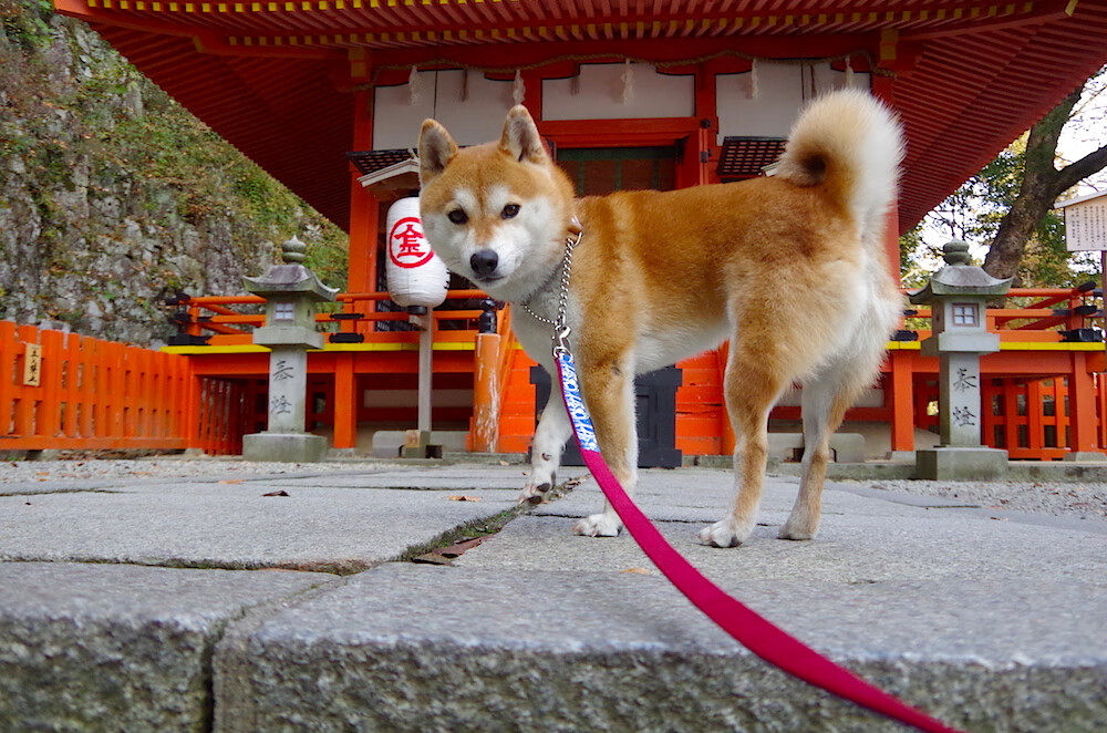 FB真人电子游戏-篮球运动员比赛状态调整技巧，篮球运动员比赛状态调整技巧视频
