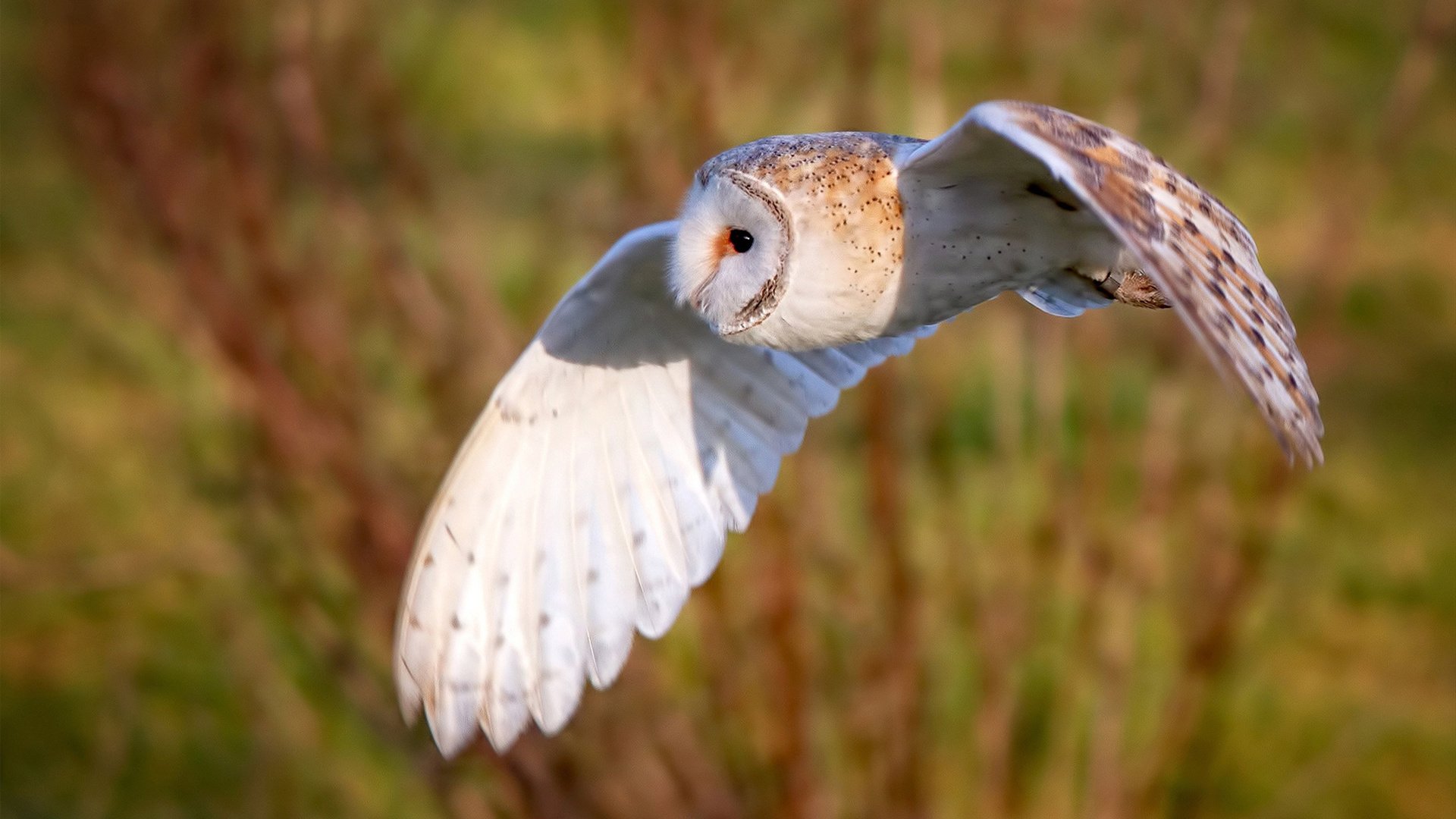 fb体育登录入口-联盟是否应支持球员投身社会治理领域